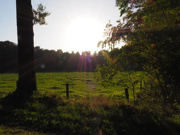 Vagevuurbos en Lippensgoed-Bulskampveld (België)